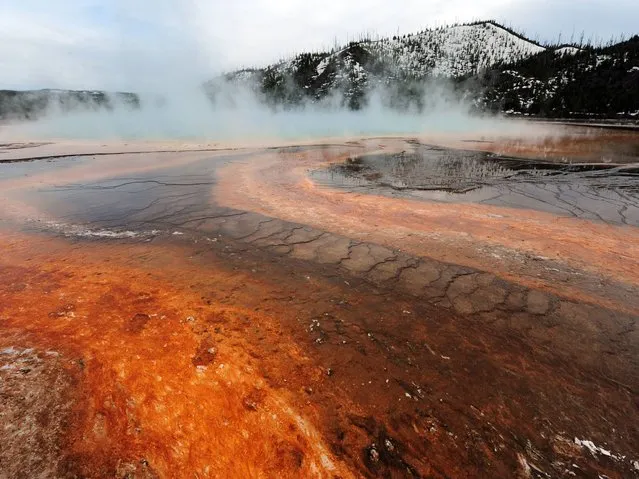 View of the “Grand Prismatic” hot spring with it's unique colors caused by brown, orange and yellow algae-like bacteria called Thermophiles, that thrive in the cooling water turning the vivid aqua-blue to a murkier greenish brown in the Yellowstone National Park. (Photo by Mark Ralston/AFP Photo)