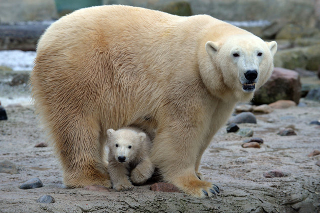 Female polar bear cub Lale and its mother Valeska walk through the outdoor enclosure at the zoo  in Bremerhaven, northern Germany, Tuesday, April 8, 2014. Lale was born on December 16, 2013 and explored the outdoor enclosure for the first time. (Photo by Carmen Jaspersen/AP Photo/DPA)