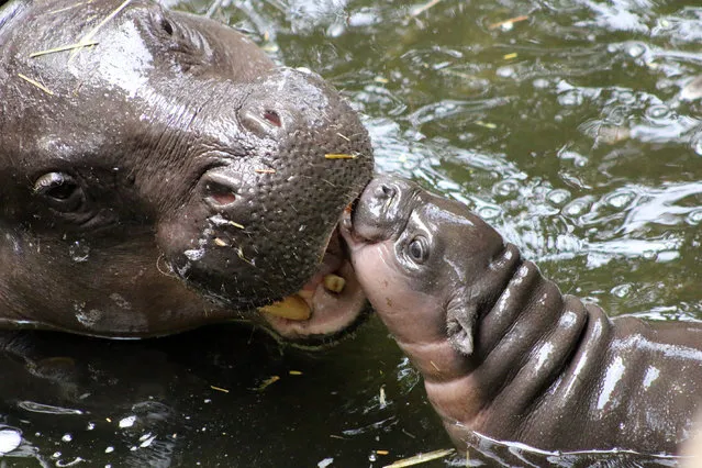 This handout photo released by the Taronga Zoo on March 17, 2017 shows a baby pygmy hippo (R) in the water with her mother “Kambiri” at Taronga Zoo in Sydney Zoo- goers in Australia were introduced to a rare baby pygmy hippo, the first of its kind born at Taronga Zoo in seven years. (Photo by Paul Fahy/AFP Photo/Taronga Zoo)