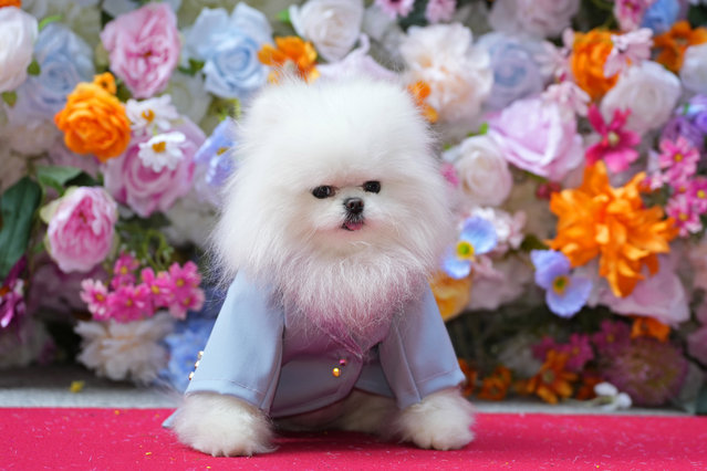 A dog attends the Pet Gala fashion show at AKC Museum of The Dog, Monday, May 20, 2024, in New York. (Photo by Charles Sykes/Invision/AP Photo)