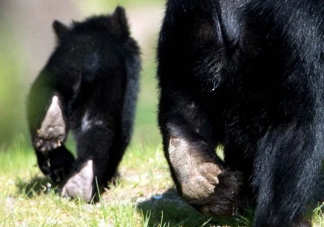 Spectacled bear mother Cashu walks next to her cubs at the zoo in Frankfurt Main, Germany, 17 April 2014. Two bear cubs have taken their first excursion out into the fresh air. (Photo by Boris Roessler/AFP Photo/DPA)