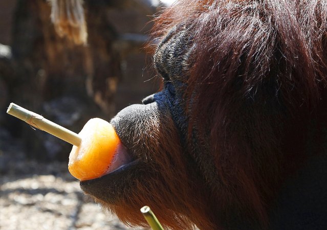 An orangutan eats frozen fruits during a hot day at Biopark Zoo in Rome, Italy, July 2, 2015. (Photo by Alessandro Bianchi/Reuters)