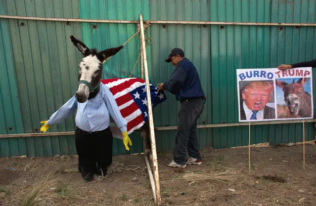 In this May 1, 2016 photo, a man dresses a donkey to resemble Donald Trump in preparation for the costume competition at the annual donkey festival in Otumba, Mexico state, Mexico. The donkey was later adorned with a blond wig and eyebrows. None of the Trump entrants won much favor with the audience at the 51st annual donkey fest. Audience applause chose donkeys emulating a Smurf, a firefighter and an Uber ride for the first top three prizes. (Photo by Rebecca Blackwell/AP Photo)