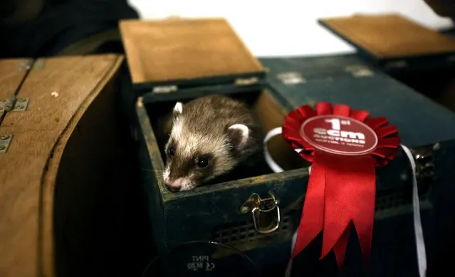 A ferret named Spider is pictured with his winning rosette following the Ferret Racing Championship at the Craven Arms and Cruck Barn in Appletreewick, Britain, February 16, 2022. (Photo by Lee Smith/Reuters)