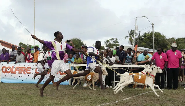 Jockey Samuel Cudjoe (1) runs his goat Bright Spark over the finish line to win the Class C2 Classic 100 metre race during the Carnbee/Mt Pleasant Community Council's 42nd annual sports meeting at the Mt Pleasant recreation ground, on Tobago island, April 21, 2014. The event is part of the island's annual Easter celebration. (Photo by Andrea De Silva/Reuters)