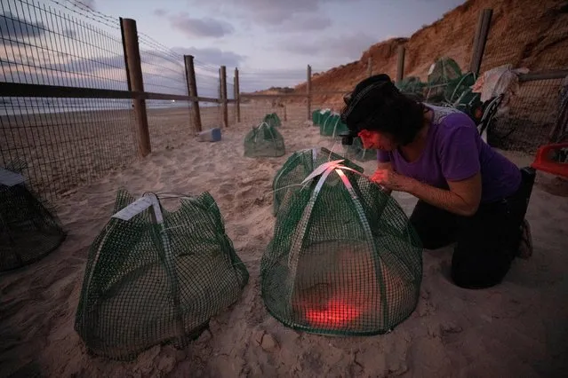 A volunteer looks at a sea turtle nest inside a fenced-off protective nesting site, set-up as part the Israeli Sea Turtle Rescue Center's conservation programme, at a Mediterranean beach near Mikhmoret, north of Tel Aviv, Israel September 9, 2019. The mating squad began to reach sexual maturity a few years ago and this year managed to breed, said the center's manager, Yaniv Levi. About 200 baby turtles are expected to hatch by the end of the breeding season. “We're only at the beginning, it's the first year, and we expect that in the coming years we will be able to spawn 1,000 hatchlings a year”, Levi said. (Photo by Amir Cohen/Reuters)