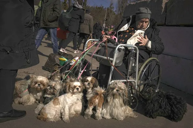 Antonina, 84, sits in a wheelchair after being evacuated along with her twelve dogs from Irpin, at a triage point in Kyiv, Ukraine, Friday, March 11, 2022. (Photo by Vadim Ghirda/AP Photo)