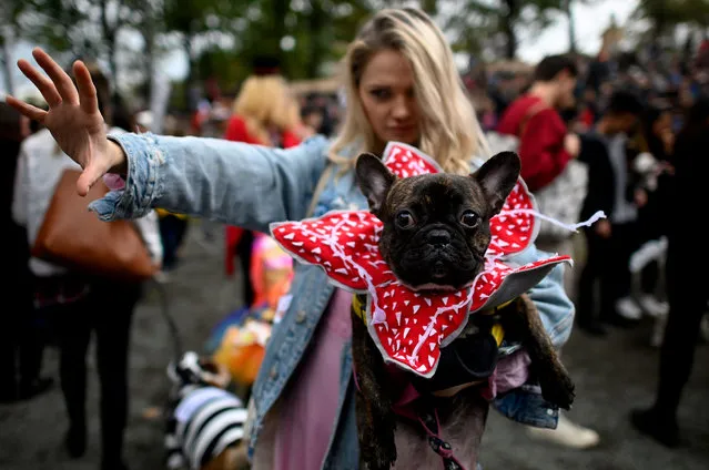 A dog dressed in a pig costume attends the Tompkins Square Halloween Dog Parade in Manhattan in New York City on October 20, 2019. (Photo by Johannes Eisele/AFP Photo)