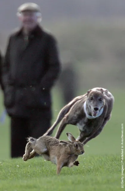 Greyhounds race after a Hare at the last Waterloo Cup Hare coursing event