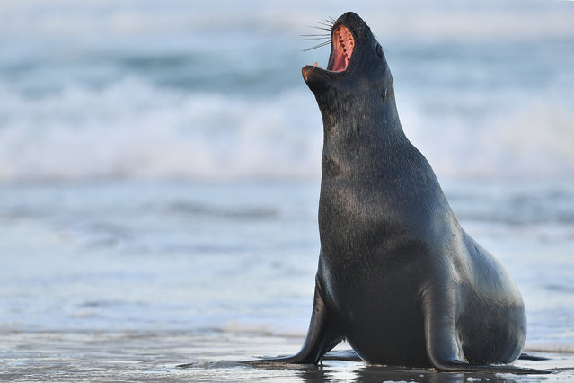 A sea lion yawns on Sandfly Bay beach, in the Otago peninsula, on the outskirts of Dunedin on July 6, 2024. The New Zealand sea lion is one of rarest species of sea lion, and is listed as endangered in the IUCN Red List of threatened species. (Photo by Sanka Vidanagama/AFP Photo)