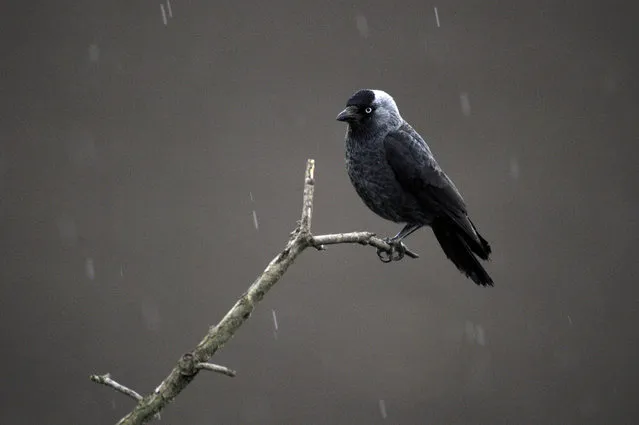 A picure made availiable on 14 May shows a jackdaw (Corvus monedula) perching on a twig in the rain near Tiszaalpar, 118 kms southeast of Budapest, Hungary, 12 May 2017. (Photo by Attila Kovacs/EPA)