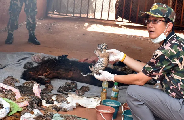 A dead tiger cub is held up by a Thai official after authorities found 40 tiger cub carcasses during a raid on the controversial Tiger Temple, a popular tourist destination which has come under fire in recent years over the welfare of its big cats, in Kanchanaburi province, west of Bangkok, Thailand June 1, 2016. (Photo by Reuters/Daily News)