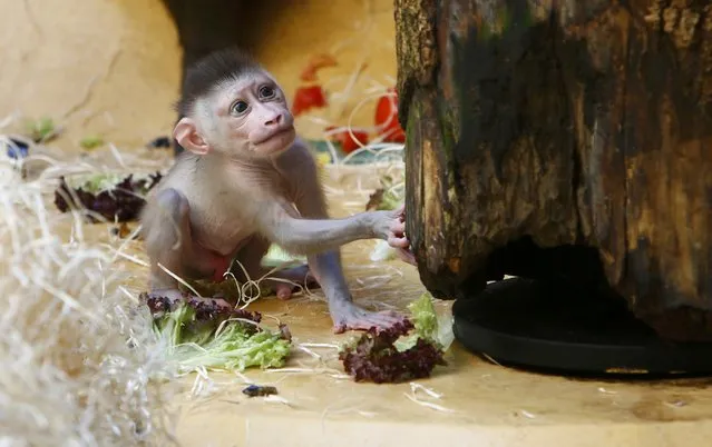 One-month-old baby drill monkey Pinto plays in his enclosure in Munich's zoo Hellabrunn, Germany July 22, 2015. (Photo by Michaela Rehle/Reuters)