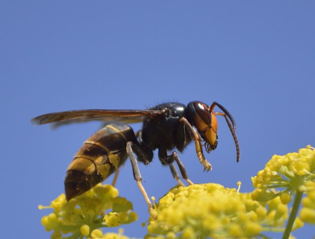 Vespula velutina nigrotorax on Harbouria trachypleura (Whiskbroom Parsley) in Spanish city Galicia, Pontevedra, Spain on May 9, 2024. (Photo by Luis Diaz Devesa/Getty Images)