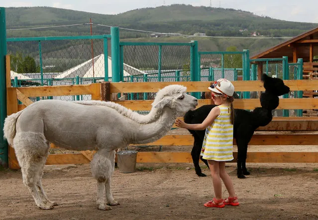A girl stands next to alpacas Juliette (L) and Romeo, groomed for summer season, inside an open-air enclosure at the Royev Ruchey Zoo in the suburb of Krasnoyarsk, Siberia, Russia May 31, 2017. (Photo by Ilya Naymushin/Reuters)