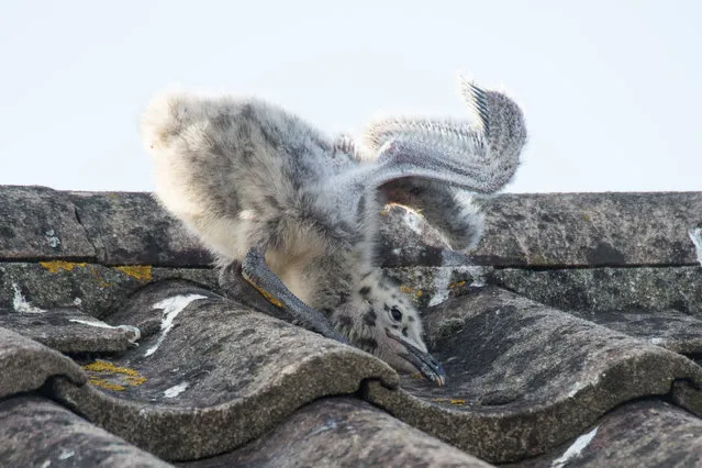 With nesting season in full swing, a mother seagull watches over her baby seagulls failed flying attempts during nesting season at Russell Road on June 15, 2017 in West Wittering, West Sussex, England. (Photo by Jason Hedges/Barcroft Images)
