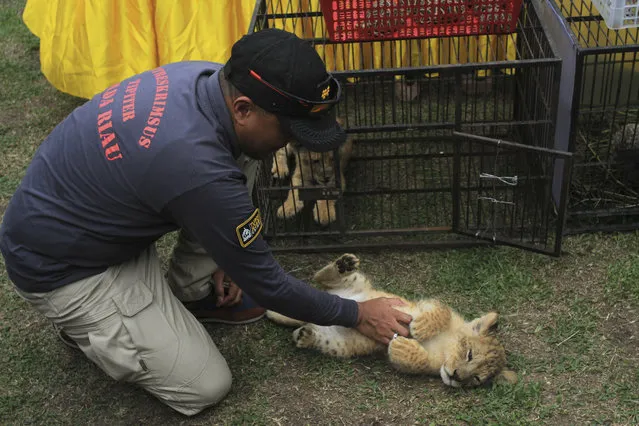 A police officer plays with a lion cub prior to the start of a press conference in Kampar, Riau, Indonesia, Sunday, December 15, 2019. Indonesian police said Sunday that they have arrested two men suspected being part of a ring that poaches and trades in endangered animals and seized from them lion and leopard cubs and dozens of turtle, police said Sunday. (Photo by Rifka Majjid/AP Photo)