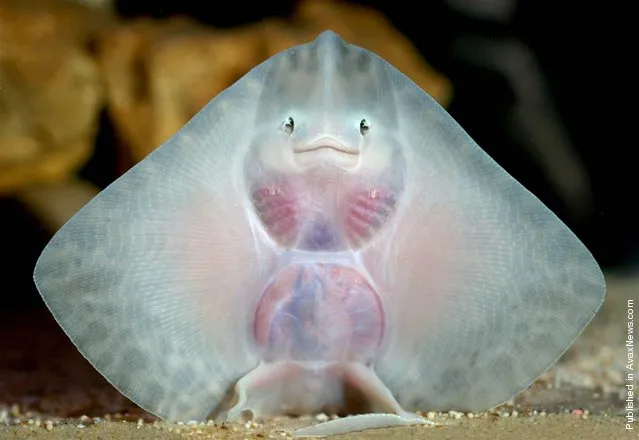 “With it's alien-like smiling face, this baby thornback ray attracted a lot of attention at an aquarium in Hampshire, Britain”