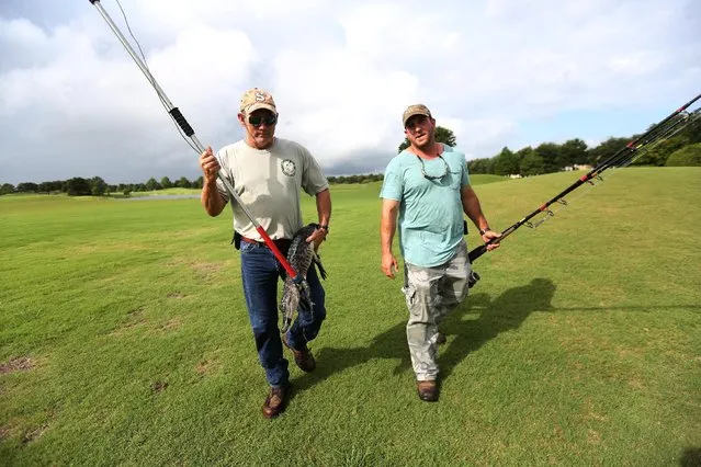 Alligator trappers Ron Ziemba (R) and Mark Whitmire walk back from a lagoon on a golf course with an alligator they caught and will relocate to a more natural environment in Orlando, Florida, U.S., June 19, 2016. (Photo by Carlo Allegri/Reuters)
