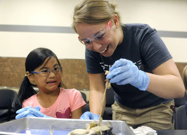 Instructor Kellie Crawford, right, pulls the digestive systems of a frog from the body cavity for camper Joy Andrews, 8, during the Blood and Guts summer camp class Wednesday, July 16, 2014, at Mobius Science Center in Spokane, Wash. At the two-day camp, kids learned about anatomy and got to dissect a cow eye and a frog at the end of the second day. As a group, the kids identified major organs and features of the frogs, then were given time to explore on their own. (Photo by Jesse Tinsley/AP Photo/The Spokesman-Review)