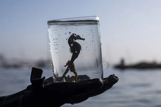 Biologist Gabriela Santos shows seahorses she collected them from the water off Urca beach as part of the Rio de Janeiro seahorse project run by the Santa Ursula University, in Rio de Janeiro, Brazil, Monday, June 20, 2022. According to project leaders, there has been an increase in the seahorse population in recent years in Guanabara Bay since the 2014 nation-wide ban of their capture and sale to aquarium hobbyists, despite them being sensitive to polluted water. The seahorses are returned to sea after a few weeks. (Photo by Bruna Prado/AP Photo)