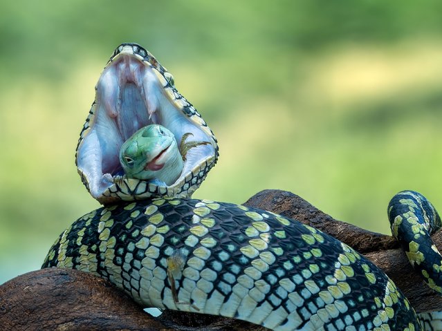 A Wagler’s pit viper eats its greens, gobbling down an unlucky grass lizard in Indonesia, September 2024. Although all pit vipers are venomous, this species is generally considered not to be aggressive. (Photo by Dzul Dzulfikri/Media Drum Images)