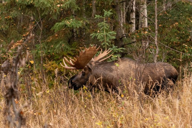 A giant bull is pictured in Alaska, United States on October 9, 2024. A bull moose with its impressive antlers was spotted near the center of Anchorage, a moment that once again highlighted the city's unique wildlife richness. The moose slowly made its way down the road covered in fall foliage, creating an unforgettable moment for residents. Anchorage's nature is one of the rare places where wild animals and city life exist side by side. (Photo by Hasan Akbas/Anadolu via Getty Images)