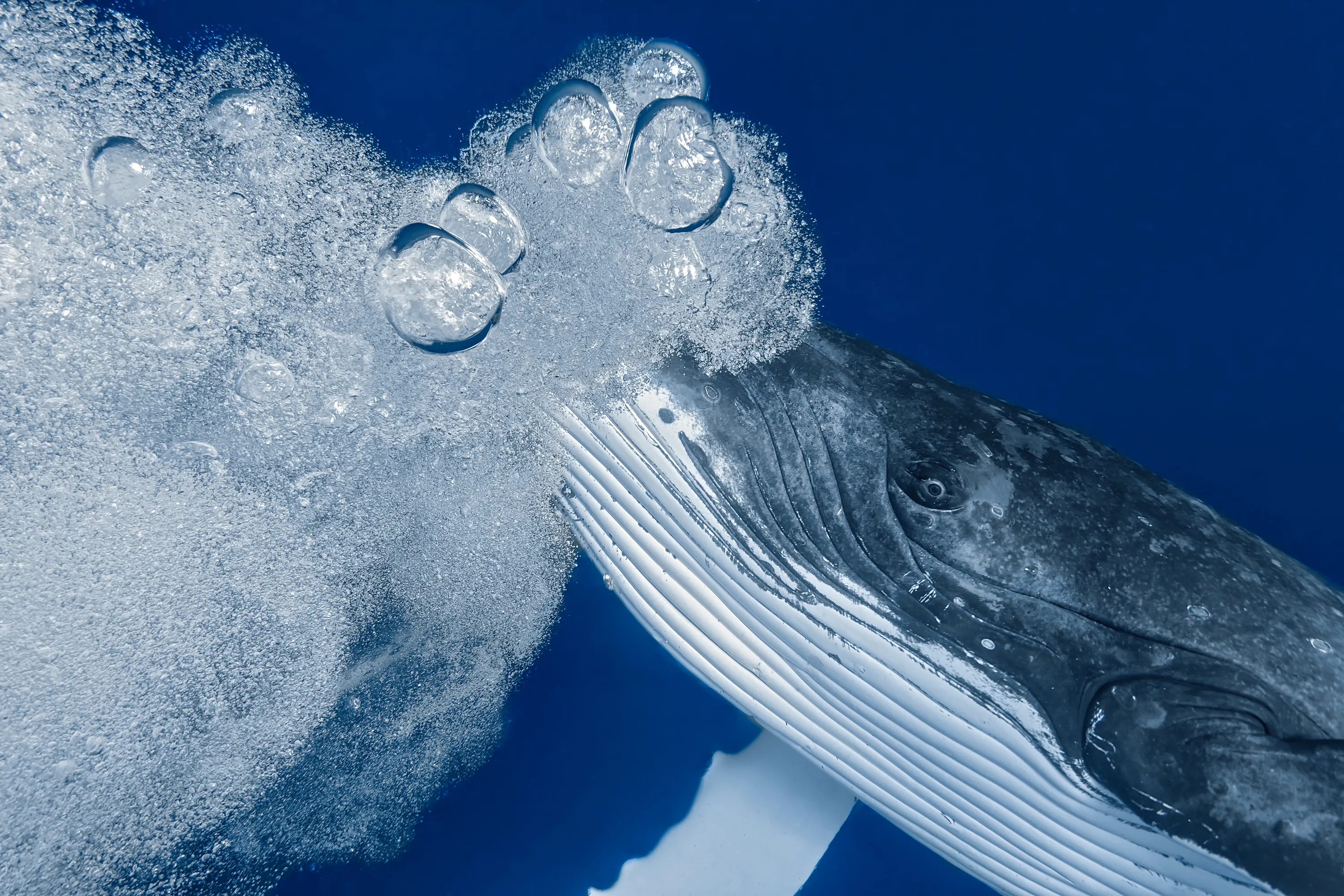 Легкие заполненные водой. Эстетика китов. Пузыри китов. Кит пузыри в воде. Подводные пузыри.