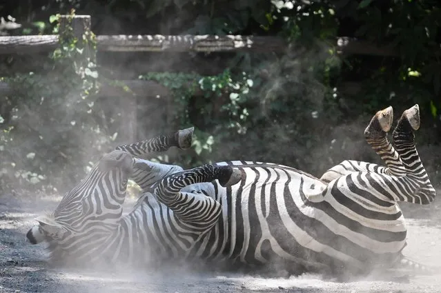 This picture shows a zebra wallowing on the ground at the Shanghai Zoo in Shanghai on July 14, 2022. (Photo by Hector Retamal/AFP Photo)