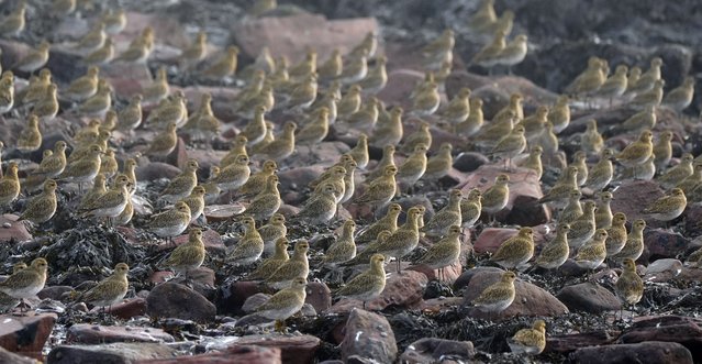 Golden Plovers in Cullercoats Bay in North Tyneside, on the North East coast of England on Wednesday, November 6, 2024. (Photo by Owen Humphreys/PA Images via Getty Images)