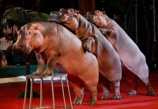 Hippopotamuses perform during a show at the circus in Krasnoyarsk, Siberia, Russia, July 7, 2016. (Photo by Ilya Naymushin/Reuters)