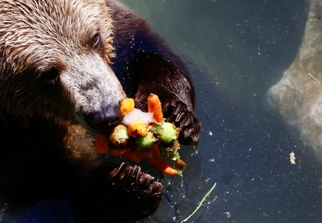A brown bear eats ice treats with fruits and vegetables during hot weather as a heatwave hits Europe, at Rome Zoo in Rome, Italy, July 19, 2022. (Photo by Yara Nardi/Reuters)