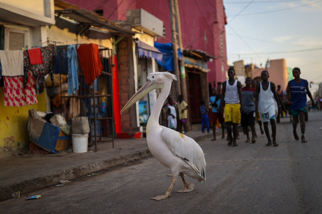 The pelican, named “Ndagabar”, which means pelican in the local Wolof language, begins visiting the neighborhood in the early hours of the day in Saint-Louis, Senegal on November 02, 2024. The pelican, which 62-year-old retired fisherman Madiop Gueye, has been keeping in front of his house for five years, has become the center of both the neighborhood and the region, attracting the attention of both local and foreign tourists. (Photo by Cem Ozdel/Anadolu via Getty Images)