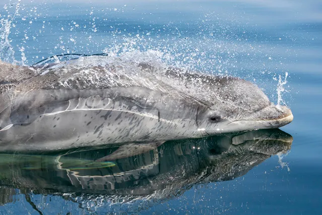 Highly commended: Bottlenose Dolphin by Charlie Phillips. (Photo by Charlie Phillips/Mammal Photographer of the Year 2020)