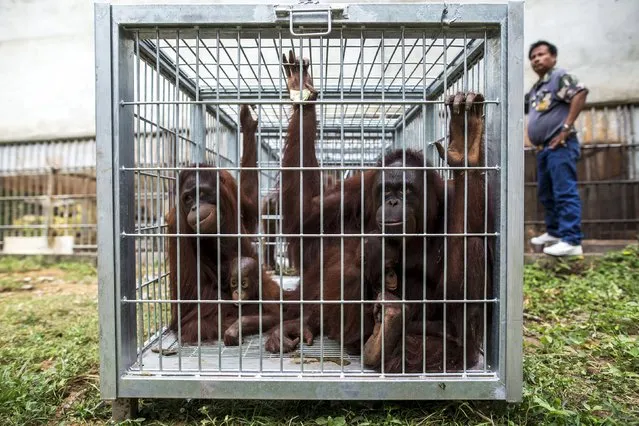 A wildlife officer stands next to orangutans in a cage before a health examination at Kao Pratubchang Conservation Centre in Ratchaburi, Thailand, August 27, 2015. (Photo by Athit Perawongmetha/Reuters)