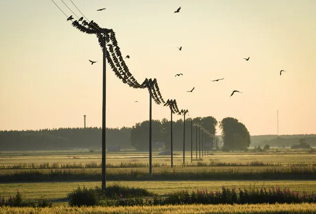 Birds sit on power lines above the fields in Kauhava, Finland, 30 July 2017. (Photo by Kimmo Brandt/EPA)