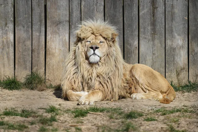 A lion takes a sun bath at the zoo in Wojciechow near Lublin, eastern Poland, 1 April 2020. The center was deprived of income due to forced closure of the coronavirus during a pandemic and calls for help for over 150 animals. There is a shortage of money for feeding and keeping animals. (Photo by Wojtek Jargiło/EPA/EFE)