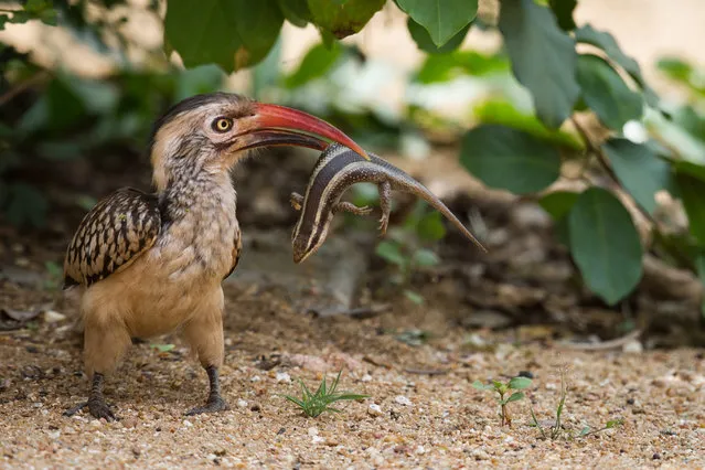 A Red-billed hornbill attempts to eat a large lizard on August 12, 2014, near Satara, Kruger National Park, South Africa. (Photo by Massimo Da Silva/Barcroft Media)