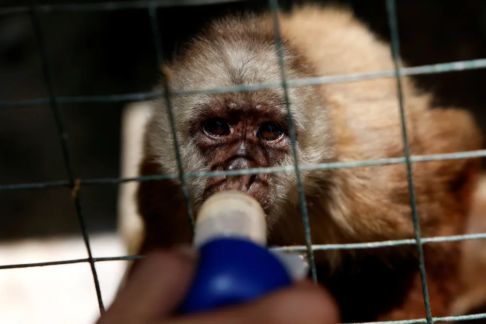 Venezuela's Hungry Zoo Animals
