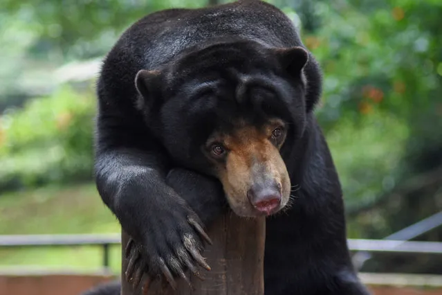 This picture taken on April 29, 2020 shows a bear sitting inside its enclosure at the zoo in Bandung, West Java. Indonesian officials said on April 30 that some 60 cash-strapped animal parks – home to roughly 70,000 creatures – across the Southeast Asian archipelago have been closed since mid-March and most say they have only enough food until the middle of May. (Photo by Timur Matahari/AFP Photo)