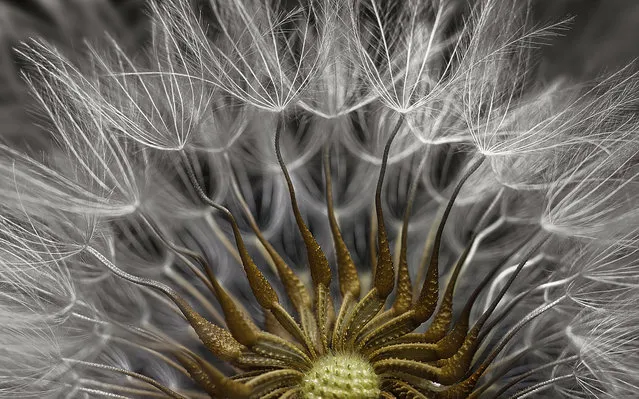 Second place went to a seed head on a plant, magnified 2x. (Photo by Dr Havi Sarfaty/2017 Nikon Small World Photomicrography Competition)
