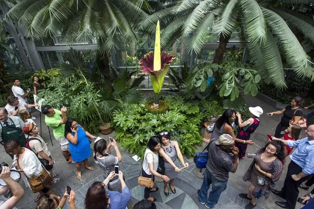Visitors crowd the US Botanical Gardens to observe a rare Amorphophallus titanum, commonly known as the corpse flower, in full bloom in Washington, DC, USA, 02 August 2016. The Indonesian plant has the world's largest blossom; during full bloom it emits an odor of rotting flesh to attract flies and other insects for pollination. (Photo by Jim Lo Scalzo/EPA)