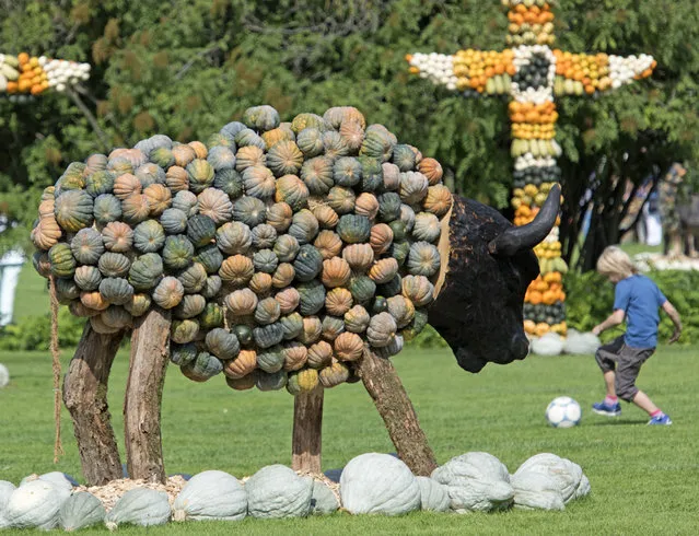 A child plays with a ball besides a buffalo sculpture decorated with pumpkins during the autumn exhibition “Wild West” at the horticultural exhibition “ega” (Erfurt Garden Construction Exhibition) in Erfurt, central Germany, Tuesday, September 9, 2014. Gardeners created different fairy tales with more than 20.000 pumpkins. The exhibition started on Sept. 7, 2014 and last until Oct. 31, 2014. (Photo by Jens Meyer/AP Photo)