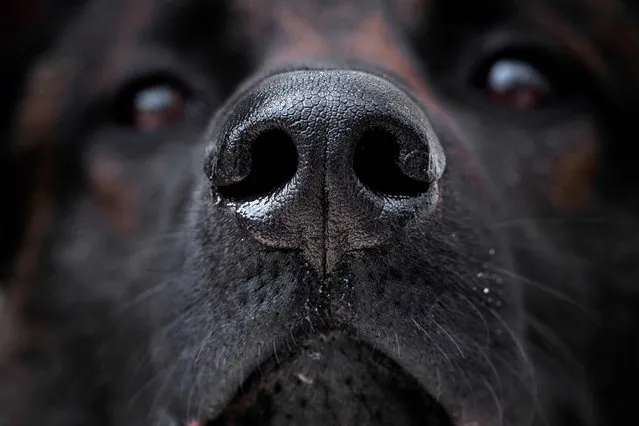 A Malinois dogs looks on as it is taught to find a piece of fabric infected with the COVID-19 (the novel coronavirus) bacteria during a training session, on May 13, 2020, in Maison-Alfort, on the outskirts of Paris, as France eases lockdown measures taken to curb the spread of the COVID-19 (the novel coronavirus). A group of dogs are trained in Maison-Alfort to detect the novel coronavirus, thanks to their sense of smell. The initiative is directed by the Professor on Veterinary Medicine, Dominique Grandjean. (Photo by Joel Saget/AFP Photo)