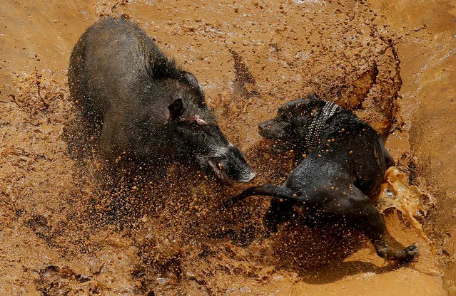 A dog and wild boar fight during a contest, known locally as “adu bagong” (boar fighting), in Cikawao village of Majalaya, West Java province, Indonesia, September 24, 2017. (Photo by Reuters/Beawiharta)