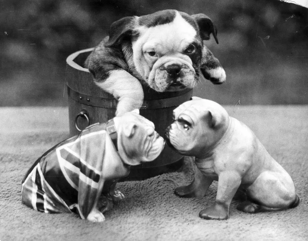 Simply: Dogs [Oldies]