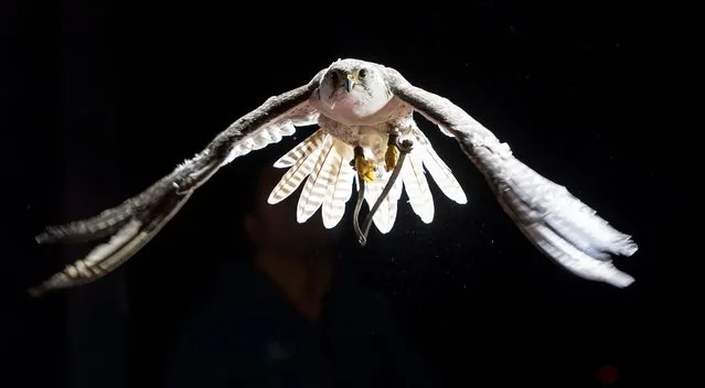 Falcon “Socrates” flies through a wind tunnel at the Institute of Fluid Mechanics and Aerodynamics at the German Armed Forces' (Bundeswehr) University in Munich, Germany, 10 August 2016. The staff at the Institute uses high-speed cameras to catch flight details of the bird of prey for an analysis of flight movements that can be used in the development of future aircraft. (Photo by Sven Hoppe/EPA)