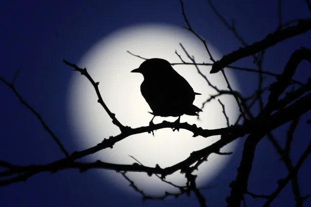 The moon rises behind an Eastern Bluebird perched on the branch of a tree in Lawrence, Kan., Wednesday, June 3, 2020. (Photo by Orlin Wagner/AP Photo)