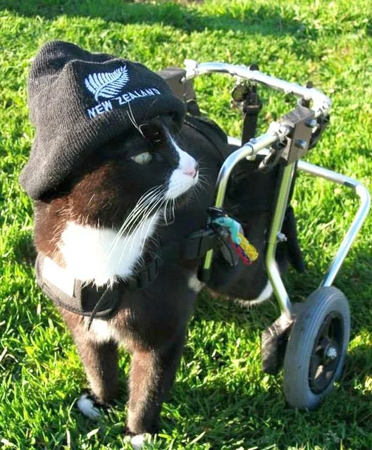 An adorable one-eyed cat, Blacky, who loves to wear hats, zooms around the garden with his wheels rather than his back legs, July 5, 2016, in New Zealand. (Photo by Caters News Agency)