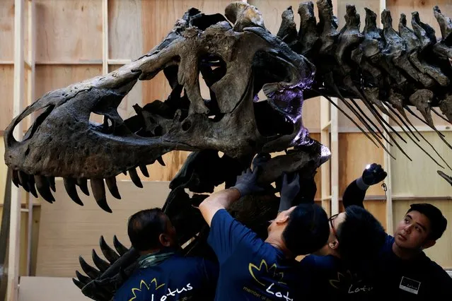 Shen the T. rex, a 1.4 tonne Tyrannosaurus Rex dinosaur skeleton that is being offered for auction by Christie's, is assembled for display at the Victoria Theatre & Concert Hall in Singapore on October 27, 2022. (Photo by Edgar Su/Reuters)
